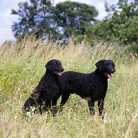 Picture of ch darelyn natasha sitting and ch darelyn rifleman, two curly coat retrievers in a field