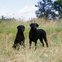 Picture of ch darelyn natasha, sitting and ch darelyn rifleman, two curly coat retreivers standing and sitting in a field