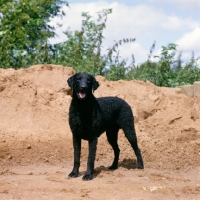 Picture of ch darelyn rifleman, curly coat retriever standing in a sand pit