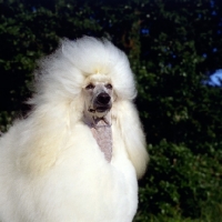 Picture of ch davlen the beloved, standard poodle, looking very chic