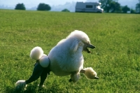 Picture of ch davlen the beloved, standard poodle leaping across grass