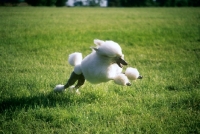 Picture of ch davlen the beloved, standard poodle leaping across grass