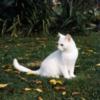 Picture of ch dellswood saint orange eyed white short hair cat sitting on grass with leaves