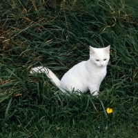 Picture of ch dellswood saint, orange eyed white short hair cat in long grass