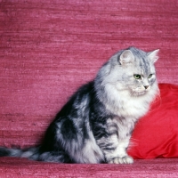 Picture of ch dorstan darius, silver tabby long hair cat looking serious