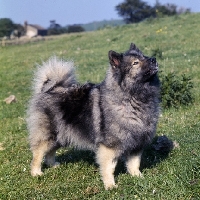 Picture of ch duroya delfzijl of lowry,   keeshond looking up