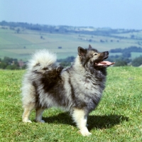 Picture of ch duroya delfzijl of lowry, keeshond