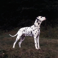 Picture of ch duxfordham prince tarquin, dalmatian standing in a field, reversed,