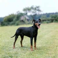 Picture of ch eaglespur lancehead, manchester terrier