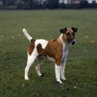 Picture of ch ellastone gold nugget, smooth fox terriers  