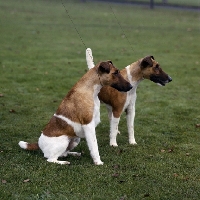 Picture of ch ellastone gold nugget,ch ellastone lucky nugget,  two smooth fox terriers  sitting and standing on grass