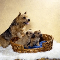 Picture of ch elve the scorceror  norwich terrier with two puppies in a basket