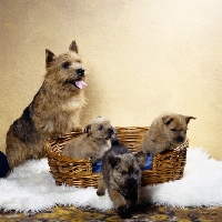 Picture of ch elve the scorceror norwich terrier standing up on basket with three puppies one leaping out