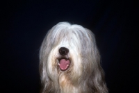 Picture of ch exhibition de gouth-noire,  bearded collie head study