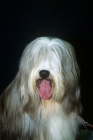 Picture of ch exhibition de gouth-noire bearded collie, portrait 