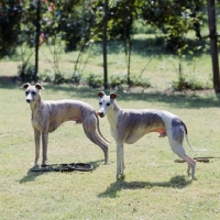 Picture of ch fleeting flamboyant and fleeting akeberry, two whippets on grass