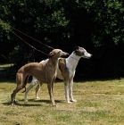 Picture of ch fleeting flamboyant and fleeting akeberry, two whippets on leads