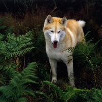 Picture of ch forstal's noushka,  siberian husky looking down thoughtfully