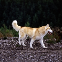 Picture of ch forstal's noushka  siberian husky walking off