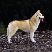 Picture of ch forstal's noushka,  siberian husky standing on stones