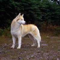 Picture of ch forstal's noushka ,alert siberian husky