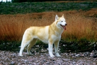 Picture of ch forstal's noushka, siberian husky 