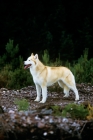 Picture of ch forstal's noushka, siberian husky standing on a track