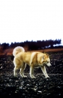 Picture of ch forstal's noushka, siberian husky walking on cannock chase