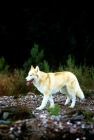 Picture of ch forstal's noushka, siberian husky walking on track with plants