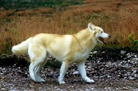 Picture of ch forstal's noushka, siberian husky walking with orange grass background