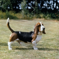 Picture of ch fredwell varon vandal, famous basset hound standing proudly on grass