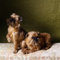 Picture of ch gaystock la fable and ch gaystock la flambee, two griffons indoors