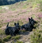 Picture of ch gaywyn viscountess, ch gaywyn titania,  two scottish terriers on heather