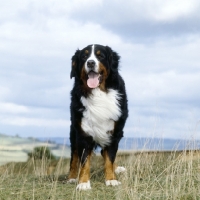 Picture of ch gillro jack flash of manadori, bernese mountain dog standing
