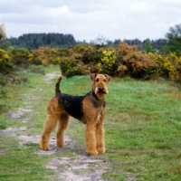 Picture of ch ginger xmas carol, airedale best in show at crufts