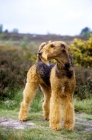 Picture of ch ginger xmas carol, airedale standing in the countryside, best in show at crufts