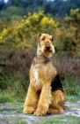 Picture of ch ginger xmas carol, airedale sitting in the countryside, best in show at crufts