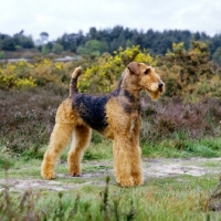 Picture of ch ginger xmas carol, airedale posing in the countryside, best in show at crufts