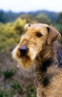 Picture of ch ginger xmas carol, airedale, crufts bis, portrait