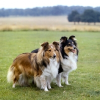 Picture of ch gipsy star of glenmist with another glenmist sheltland sheepdog 