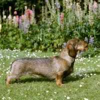 Picture of ch gisborne inca, famous wire haired dachshund, 