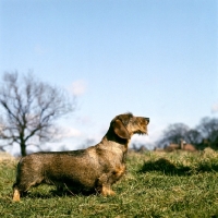 Picture of ch gisbourne inca, famous wirehaired dachshund, dog world top cc winner,62,