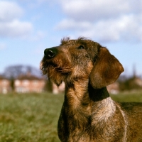 Picture of ch gisbourne inca, wire haired dachshund, portrait