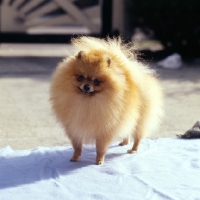 Picture of ch gold nugget  of hadleigh, pomeranian