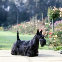 Picture of ch gosmore eilburn admaration, scottish terrier standing on paving