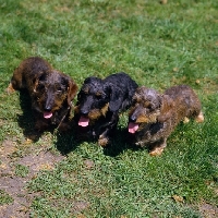 Picture of ch guinness of drakesleat and others, three miniature wire haired dachshunds  on grass