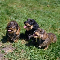 Picture of ch guinness of drakesleat and others, three miniature wire haired dachshunds looking up