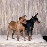 Picture of ch hayclose bralstan lemon (left), ch shumah parasol (right), two miniature pinschers