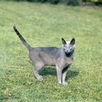 Picture of ch hengist stronganoff, russian blue cat