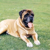 Picture of ch hollesley macushla's dagda, mastiff lying on grass